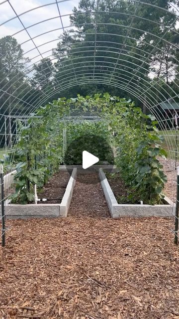 EncyGROWpedia on Instagram: "Want to learn how to build a cattle panel arch trellis tunnel?  Five years ago, I constructed a 16ft arch trellis tunnel out of 4 cattle panels. It has been an awesome addition to my garden. It has not only added a significant amount of vertical growing space, but has also become a beautiful centerpiece at the entrance of the garden.  I've especially loved how the arch trellis tunnel has allowed me to grow many vining plants in a small area and yet be able to do so in an organized and efficient manner. Best of all, it has significantly reduced crop loss as well as made maintenance much easier and more enjoyable. For these reasons, last month, I decided to add yet another arch trellis tunnel to the north end of the garden.  I get lots of questions on how I built Garden Tunnel Diy Trellis Ideas, Trellis Tunnel, High Tunnel Gardening Layout, Arbor Tunnel, Cattle Panel Arch, Arbor Tunnel Walkways, Garden Arch Tunnel, Tunnel Garden, High Tunnel Vs Greenhouse