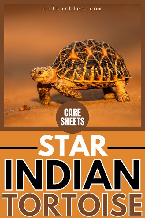 Star Tortoise, Indian Star Tortoise, Radiated Tortoise, Turtle Names, Tortoise Food, Tortoise House, Tortoise Care, Tortoise Habitat, Pet Turtle