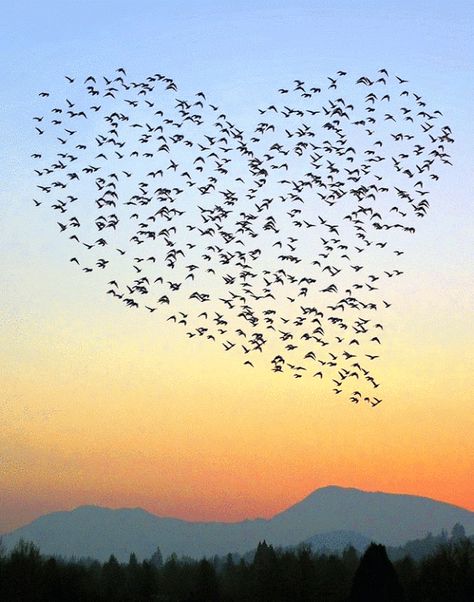 Heart In Nature, Birds In The Sky, Mid Century Modern Wall Art, I Love Heart, Heart Images, Heart Pictures, Alam Yang Indah, Beautiful Heart, Heart Art