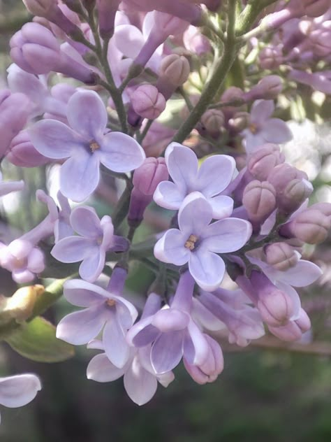 Lilac Plant, Light Purple Flowers, Lilac Blossom, Flower Close Up, Lavender Aesthetic, Flower Therapy, Aesthetic Pfp, Lilac Flowers, Spring Aesthetic