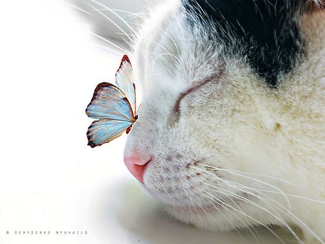 Söt Katt, Appaloosa, Quarter Horse, Cute Kittens, Cats Meow, A Butterfly, Beautiful Cats, Crazy Cat Lady, 귀여운 동물