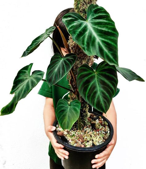 Philodendron Verucossum, Philodendron Verrucosum, Philodendron Selloum, Philodendron Billietiae, Philodendron Bernardopazii, Philodendron Luxurians, Green Zone, Philodendron Plant, Indoor Jungle