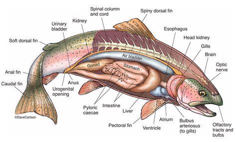 Zoology | Carlson Stock Art Animal Cell Structure, Fish Anatomy, Trout Fishing Tips, Vet Medicine, Animal Anatomy, Animal Science, Rainbow Trout, Stock Art, Marine Biology