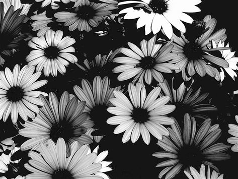 Pushing Up Daisies, Disney Iphone, Tattoo Women, Best Bow, Black And White Flowers, Back Tattoo Women, Black And White Wallpaper, Tumblr Wallpaper, Phone Photography