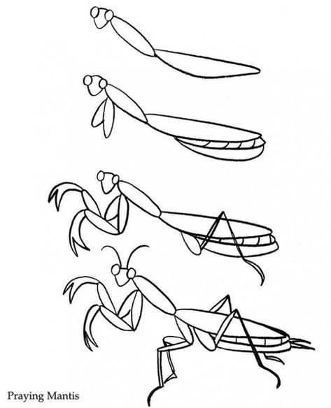 Praying Mantis #drawingtechniques #drawing #techniques #for #children How To Draw Insects, Mantis Tattoo, Bugs Drawing, Drawing Heads, Coloring Page Ideas, Praying Mantis, Color Magic, Insect Art, Coloring Pages Printable