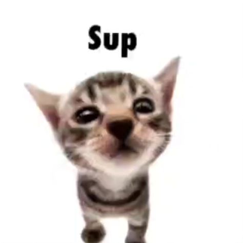 Sup don't forget about me ㅤㅤ 🖼 made by: @elgatitolover ㅤ ㅤ ㅤ ㅤ ㅤ ㅤ ㅤ ㅤ ㅤ ㅤ #cat #cats #gato #gatito #gatitos #cutecats #funnycats #meme #elgato #elgatito #elgatitolover Silly Cat Reaction Pics, Don't Forget About Me, Why Meme, Cat Mem, Chat Memes, Cat Reaction, Silly Kitties, Forget About Me, Reaction Pic