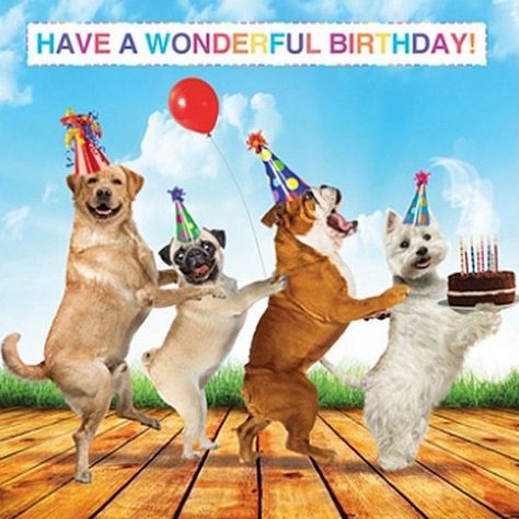 101 Funny Happy Birthday Dog Memes for Paw Lovers Everywhere Happy Birthday Dog Meme, Dog Birthday Wishes, Happy Birthday Animals, Happy Birthday For Her, Birthday Animals, Dog Lovers Birthday, Funny Happy Birthday Wishes, Happy Birthday Dog, Dog Meme