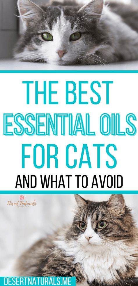 Cat Safe Essential Oils To Diffuse, Essential Oils For Cats, Oils To Avoid, Essential Oils Cats, Essential Oil Spray Recipes, Essential Oils Dogs, Esential Oils, Calming Oils, Doterra Diffuser Blends