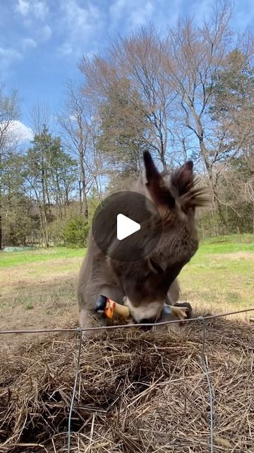 Pubity on Instagram: "This donkey’s joy is contagious 🥺  (Debbie Schluterman via Viralhog)  - #donkey #donkeysofinstagram #donkeyoftheday #pubity #joy" Baby Donkey Cute, Mini Ponies Miniatures, Horse Jokes Hilarious So Funny, Donkey Videos Funny, Funny Donkey Videos, Donkeys Funny, Donkey Videos, Donkey Laughing, Donkey Video