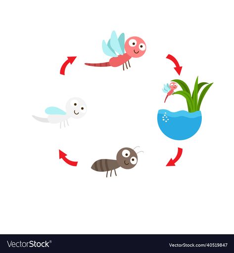 Dragonfly Life Cycle Preschool, Life Cycle Of Insects, Ladybird Life Cycle, Life Cycle Of A Dragonfly, Silkworm Life Cycle, Kids' Book, Life Cycles, Adobe Illustrator, Vector Images