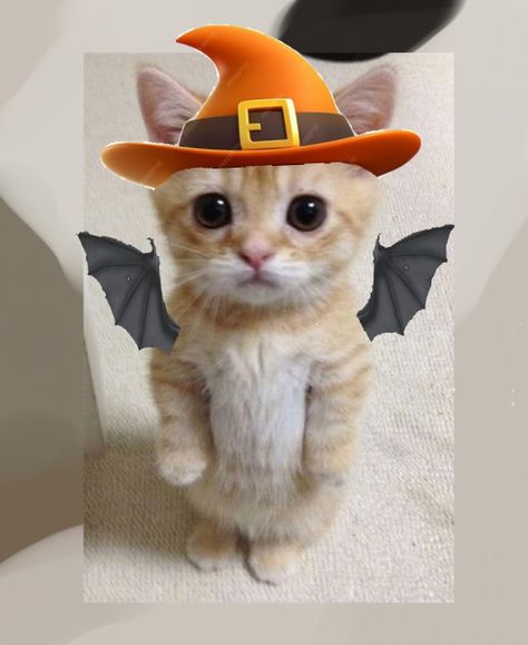 Halloween cute cat profile picture pfp kitten standing meme cat scary witch wizard hat with bat wings halloween theme hand made by lumos Halloween Cat Pfp, Cute Cat Profile, Standing Meme, Thanksgiving Cats, Cat Profile Picture, Scary Pfp, Halloween Profile Pics, Cat Witch Hat, Cat And Dog Memes