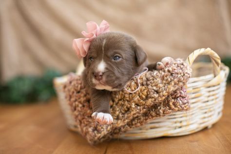 Breeder Puppy Pictures, Newborn Puppy Picture Ideas, Newborn Puppy Litter Photoshoot Ideas, 3 Week Old Puppy Photoshoot, Newborn Puppies Photography, Newborn Puppy Photos, Puppies Photoshoot Ideas, Frenchie Puppy Photoshoot Ideas, Puppy Picture Ideas Photography