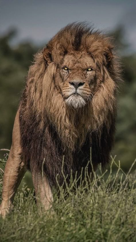 If Looks Could Kill, Lion Photography, Wild Lion, Lions Photos, Lion Wallpaper, Wild Animals Pictures, Lion Images, Lion Pictures, Lion Art