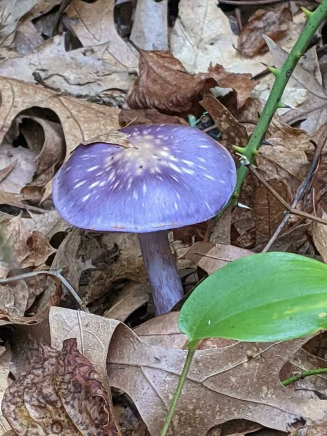 This Purple Mushroom I Found Mushroom Costumes, Cement Mushrooms, Mushroom Creature, Mushroom Outfit, Painted Mushrooms, Forest Festival, Purple Mushroom, Mushroom Crochet, Mushroom Caps