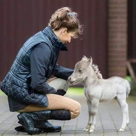 Miniature Ponies, Tiny Horses, Mini Pony, Mini Horse, Baby Horses, Miniature Horse, Cute Horses, Horse Love, Horse Breeds