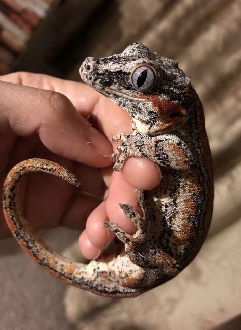 Gargoyle Gecko, Cute Lizard, Reptile Room, Cute Reptiles, Reptile Snakes, Crested Gecko, Leopard Gecko, Reptiles Pet, Crocodiles