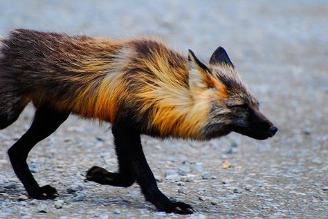 I watched this fox approach the area of Eielson visitor center. Fox Colors, Cross Fox, Vulpes Vulpes, Fantastic Fox, Black Fox, Pretty Animals, Wild Dogs, Visitor Center, Red Fox