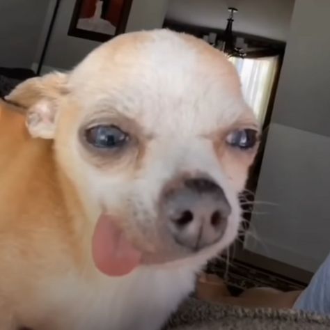 funny dog with the tongue out Dog With Tongue Out Funny, Dog Meme Face Chihuahua, Chiwawa Memes Funny, Dog With Tounge Out Funny, Chihuahua With Tongue Out, Dog With Tongue Out, Crusty Chihuahua, Chiuahaha Funny, Chuachua Dog