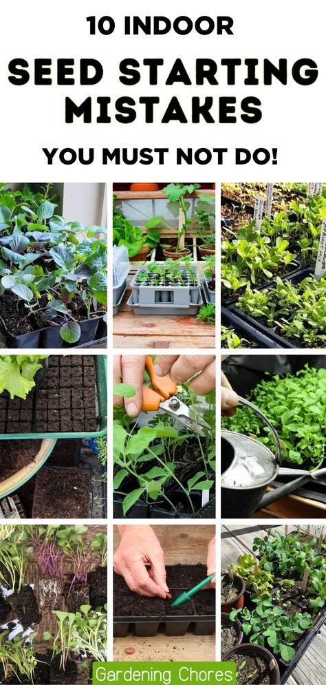 10 Indoor Seed Starting Mistakes You Must Avoid Indoor Seed Starting, Hardening Off Seedlings, Seed Starting Soil, Heating A Greenhouse, Indoor Oasis, Starting Seeds, Herb Gardening, Starting Seeds Indoors, Fast Growing Plants