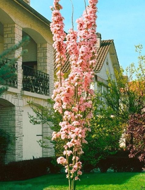 A columnar Japanese Flowering Cherry Tree with stunning Spring Blossoms. This is a fantastic, magnificent tree delivered in beautiful bud and bursting in to bloom in season. The flowering cherry blooms in April and May, it originates fr #landscapingideas #gardenideas #landscaping Leyland Cypress Trees, Tree Names, Japanese Garden Plants, Blue Spruce Tree, Prunus Serrulata, Colorado Blue Spruce, Trees For Front Yard, Leyland Cypress, Arborvitae Tree