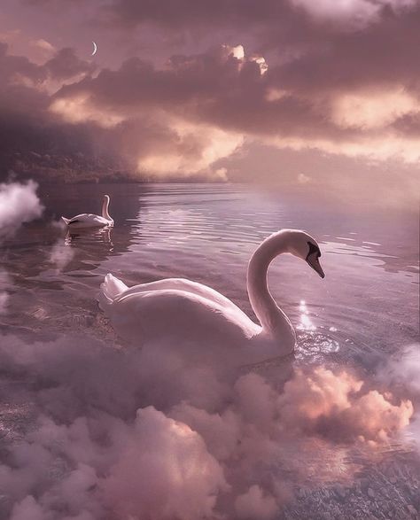 Magic Places Fantasy Dreams, Humor Whatsapp, Whatsapp Emoji, Swan Pictures, Swan Wallpaper, Dreamy Places, 90s Wallpaper, Barbie Aesthetic, Swans Art