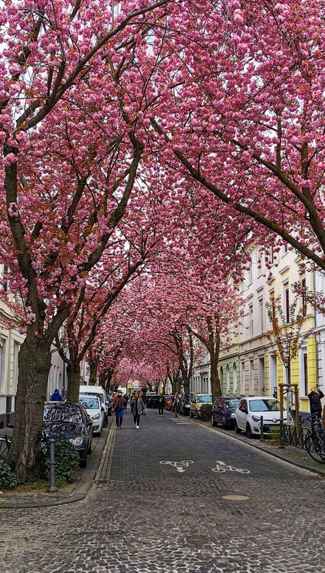 #cherryblossoms #oldtown #altstadt #sakura #sakurablossom #japanese #flowers #bonn #germany #kirschblüten #cobblestone Cobblestone Street, Bonn Germany, I See It, See It, Cherry Blossom, Blossom, Street View, Cherry, Germany