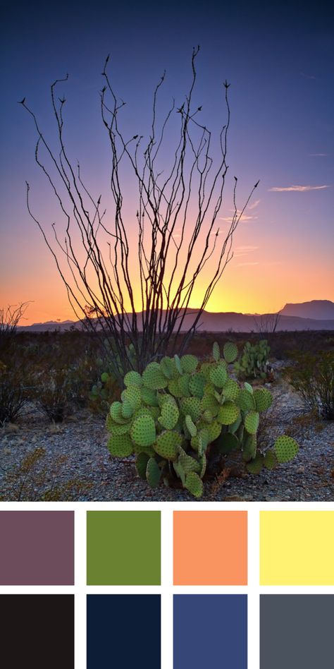 West Texas ocotillo cactus desert sunset color palette West Texas Landscape Ideas, Desert Oasis Color Palette, New Mexico Color Palette, Texas Color Palette, Scrapper Film, Desert Night Color Palette, High Desert Color Palette, Desert Sunset Color Palette, Desert Sunrise Color Palette