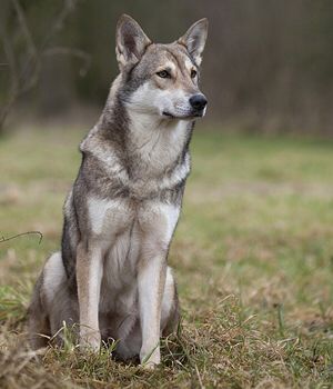 All of the pictures of saarloos wolfdogs look exactly like my dog. I don't feel special anymore, but he still is the most amazing dog I've ever had. Czechoslovakian Vlcak, Saarloos Wolfdog, Czechoslovakian Wolfdog, Wolf Poses, Wolf Husky, Rare Dogs, Wolf Hybrid, Royal Canin, She Wolf