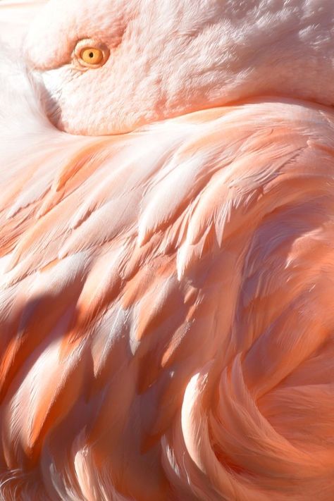 Sea Coral Decor, Pantone Trends, Flamingo Color, Coral Decor, Peach Aesthetic, Pink Beach, Peaches Cream, Peach Fuzz, Peaches N Cream