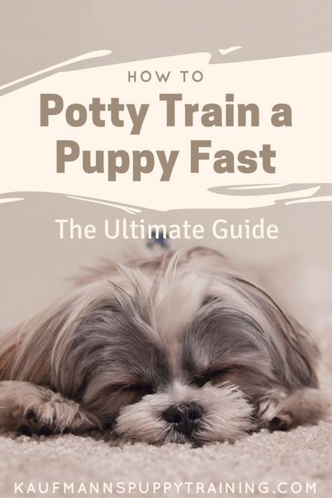 How To Potty Train A Puppy Fast: The Ultimate Guide Puppy Potty Training, Train A Puppy, Dog Minding, Puppy House, Easiest Dogs To Train, Potty Train, Potty Training Puppy, Best Puppies, Training Your Puppy