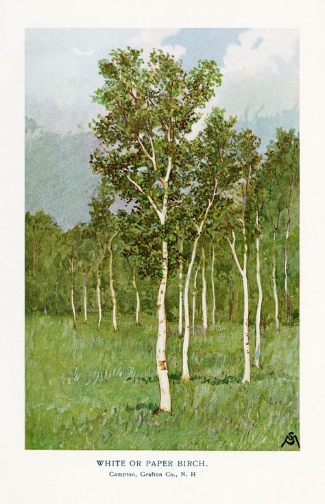 Vintage Tree Illustrations Birch and Chestnut Birch Tree Illustration, Horse Chestnut Tree, Horse Chestnut Trees, Old Design, Chestnut Trees, Leaf Images, Chestnut Horse, Home Tattoo, Country Scenes