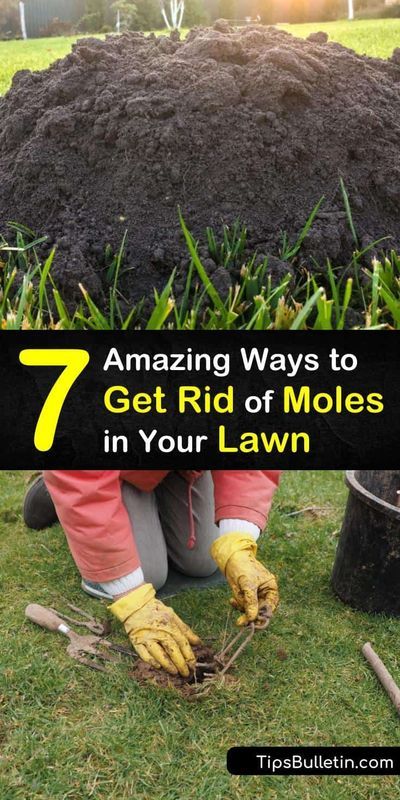 How To Get Rid Of Moles And Voles In Yard, How To Keep Moles Out Of The Garden, How To Get Rid Of A Mole In The Yard, How To Get Rid Of A Mole, Get Rid Of Gophers In Yard, How To Get Rid Of Moles In Your Yard, Diy Mole Repellent, Getting Rid Of Moles In Yard, How To Get Rid Of Voles