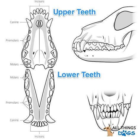 How Many Teeth Do Dogs Have? Your Dog Dental Questions Answered – All Things Dogs Dog Dental, Dog Teeth, How Many, To Draw, Reading, Dogs