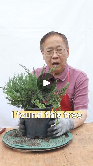 97K views · 1.7K reactions | If you're new to bonsai, we don't recommend you grow from a seed. You will lose your interest and you will waste your time. After 5 years of watering, you will probably end up with a stick that has no character IF the seed roots.

It's a better practice to get a tree from a nursery that already has movement in the trunks. Think of a painter. The painter's job is to create the piece. They buy the canvas, the brush, and the paint. Sure the painter can create all of that themselves, but it's not something you do as a beginner.

#bonsai #penjing #tree #trees #plant #plants #seattleplants #bonsaitree #bonsaiforbeginners | Asia Pacific Gardening | Asia Pacific Gardening · Original audio Beginner Bonsai, Bonsai For Beginners, Diy Bonsai, Bonsai Nursery, Bonsai Plants, The Painter, A Stick, Bonsai Tree, A Tree