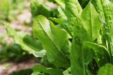 French Sorrel, Sorrel Plant, Gardening Tattoo, Gardener Aesthetic, Vegetable Salads, Straw Mulch, Gardening Aesthetic, Vegetable Salad Recipes, Garden Tattoo