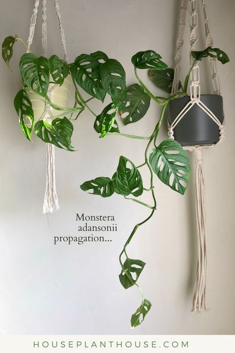 A HOUSEPLANTHOUSE guide to propagating Monstera adansonii... How To Propagate Monstera Adansonii, Monstera Adansonii Hanging, Monstera Andanosii, Monstera Adonsaii, Propagating Monstera, Bamboo Stakes, Monstera Plants, Plant Inspiration, Monstera Adansonii