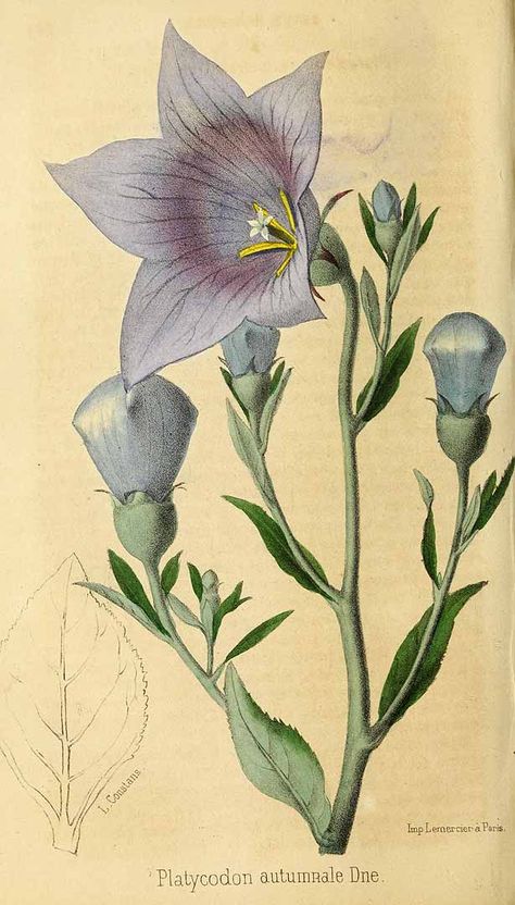 318606 Platycodon grandiflorus (Jacq.) A. DC. [as Platycodon autumnalis Decne.]… Platycodon Grandiflorus, Botanical Printables, Botanical Flowers Print, Plants Art, Antique Botanical Print, Abstract Graphic Design, Botanical Illustration Vintage, Vintage Botanical Prints, Watercolor Flower Art