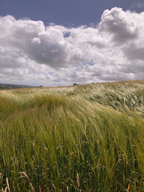 Wind In My Hair, Windy Weather, Weather Seasons, Field Of Dreams, Nature Garden, Windy Day, The Meadows, Editing Pictures, Farm Life