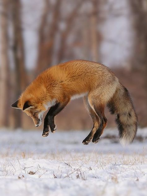 Cute Fox Pictures, Fox Eyeliner, Fox Aesthetic, Jumping Fox, Clever Animals, Fox Nails, Fox Photos, Animal Aesthetic, Vulpes Vulpes