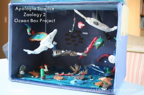 Apologia Science Zoology 2 Ocean Box Project Zoology Project, Project File Ideas, Sea Creatures Crafts, Ocean Diorama, Ocean Habitat, File Ideas, Montessori Science, Ocean Projects, Second Grade Science