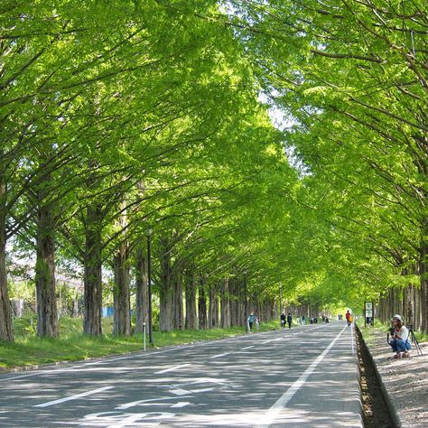 Metasequoia Namiki (tree-lined road) in Takashima, Shiga Prefecture, Japan - photo by Chikichikki, via TripAdvisor; Over 500 metasequoia trees line this street for about 1.5 miles on the way to the Makino Highlands. The dawn redwood is a deciduous tree rather than an evergreen, and is the smallest of the three types of redwoods. It is a fast growing conical tree that can reach over 150 feet tall. Korea Moodboard, Conical Tree, Dawn Redwood, Film Action, Tree Road, Action Scene, Sequoia Tree, Hakodate, Street Trees