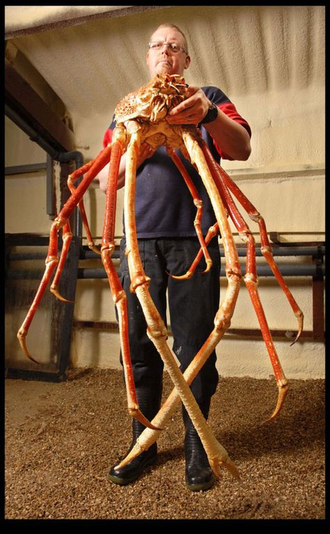 biggest spider in the world | ... where you can get a great one minute education on Japanese Spider Japanese Spider Crab, Red King Crab, Spider Crab, Big Crab, Fauna Marina, Water Creatures, King Crab, Underwater Creatures, Underwater Life