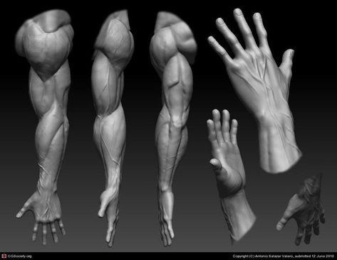 Male Hand Anatomy, Forearm Reference, Muscular Hands, Muscular Forearms, Portrait Anatomy, Zbrush Anatomy, Muscular Arms, Arm Anatomy, Hand Anatomy