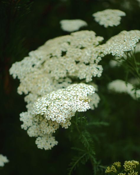 Yarrow is magical, healing, gentle and caring. I am on a journey of healing my hormonal and nervous systems and yarrow has been a great companion for that. Do you use yarrow in your life? How? Yarrow is a part of the Venelestis Medicatrix Botanical Oracle, which is now available to order via clickthrough in bio. #yarrow #womenshealth #divinefeminine #herbmagic #magicalherbalism #herbs #plantlove #botanicalillustration #wildflowers #medicinalherbs #oracledeckcreator Yarrow Aesthetic, Magic Herbs, Oracle Deck, Oracle Decks, Medicinal Herbs, Delphinium, Lily Of The Valley, Nervous System, Botanical Illustration