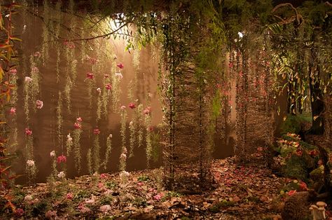 florist display windows | RainDance – Beneath the Canopy : general view [2] | Flickr - Photo ... Florist Display, Gardening Wallpaper, Tools Tattoo, Window To The World, Tropical Rain Forest, Wallpaper Garden, Singapore Garden, Garden Therapy, Cottage Garden Design