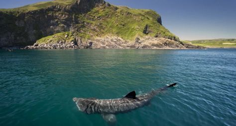 Watch: Surfers come face-to-face with more than 20 sharks swimming off Irish coast Sharks Facts, Megamouth Shark, Shark Conservation, Basking Shark, Shark Facts, Shark Swimming, Salmon Fishing, Gender Envy, Animal Facts