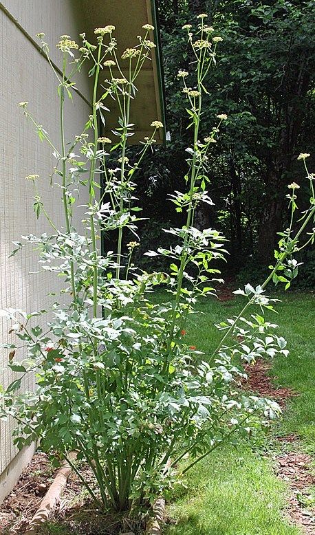 The lovage plant can grow eight feet tall, but the plants are not at all invasive. #pollinators #beekeeping Herb Garden In Kitchen, Pollinator Plants, Worm Composting, Beneficial Insects, Food Garden, Container Flowers, Healing Herbs, Ornamental Grasses, Annual Plants