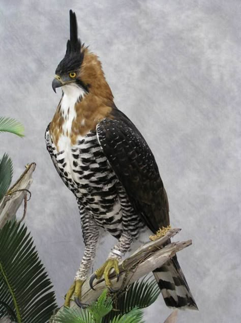 Aesthetic Eagle, Hawk Wallpaper, Ornate Hawk Eagle, Hawk Aesthetic, Eagle Aesthetic, Types Of Eagles, Raptors Bird, Hawk Eagle, Wallpaper Animals