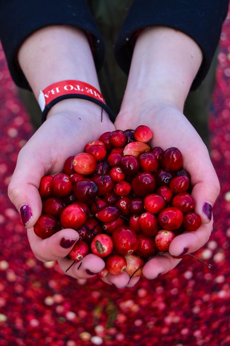 Cranberries at Johnstons Cranberry Farm during Bala Cranberry Festival Slasher Characters, Cranberry Farm, Best Thanksgiving Recipes, Ontario Travel, Something Sweet, Art References, Thanksgiving Recipes, Red Peppercorn, Cranberry