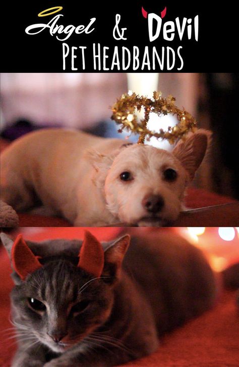 DIY ANGEL & DEVIL COSTUME HEADBANDS FOR PETS - Perfect for cats and dogs :) Easy Pet Halloween Costumes, All Dogs Go To Heaven Costume, Easy Diy Pet Costumes, Diy Angel Halo, Angel Dog Costume, Angel Devil Costume, Ty Halloween Costume Dog, Costume Headbands, Angel And Devil Costume